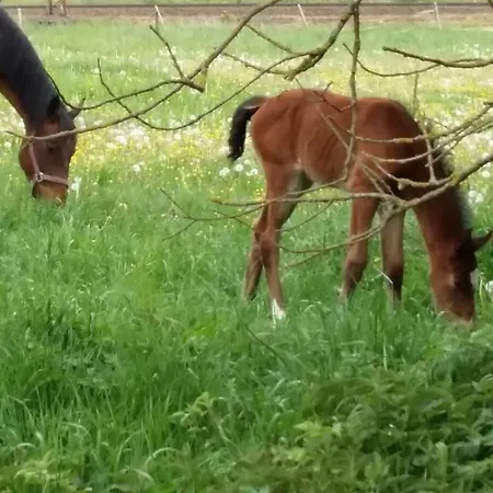 Hexenhaus Am Waldesrand *