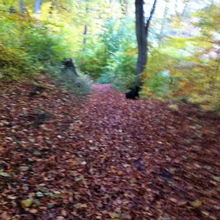 Hexenhaus Am Waldesrand Holiday home *