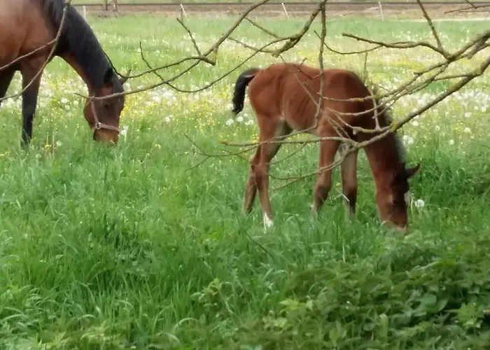 Hexenhaus Am Waldesrand *