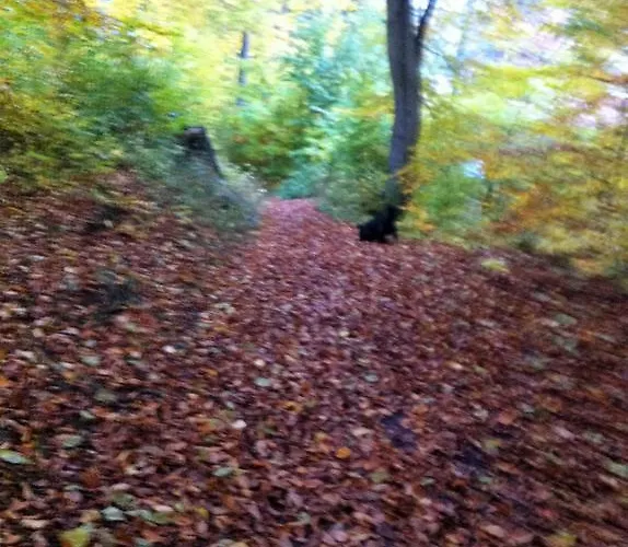 Hexenhaus Am Waldesrand 펜션 *