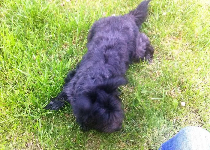 Hexenhaus Am Waldesrand * 베르니게로데